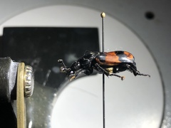 Nicrophorus hebes