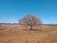 Acacia aneura