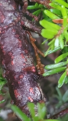 Arceuthobium tsugense