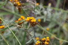 Chrysocephalum semipapposum