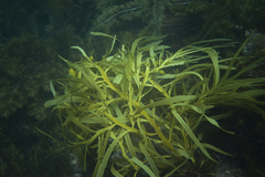 Phyllospora comosa