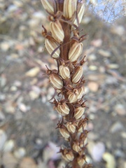 Piperia