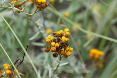 Chrysocephalum semipapposum