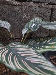 Goeppertia sanderiana