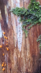 Lophiostomataceae