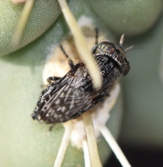 Stictomyia punctata