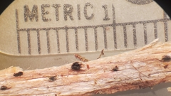 Lophiostomataceae