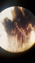 Lophiostomataceae