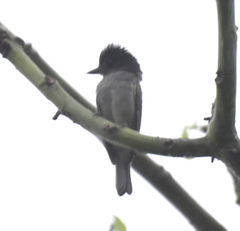 Pachyramphus