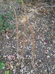 Piperia