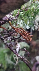 Arceuthobium tsugense