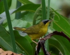Geothlypis auricularis