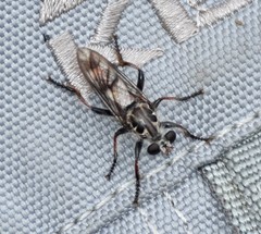 Andrenosomatini