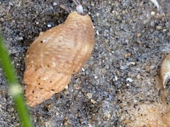 Amphissa versicolor