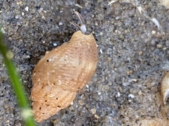 Amphissa versicolor