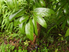 Endiandra floydii