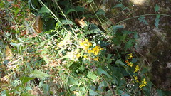 Senecio scandens incisus
