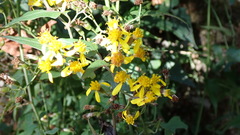 Senecio scandens incisus