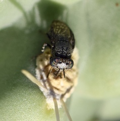Stictomyia punctata