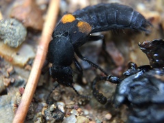 Platydracus fossator