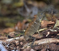 Gonocephalus bornensis