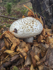 Amanita smithiana