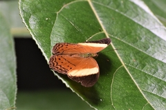 Cirrochroa orissa