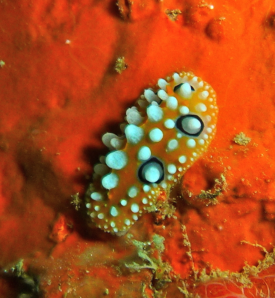 Ocellated Wart Slug