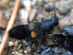 Platydracus fossator