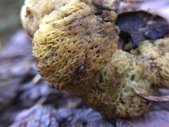 Gastroboletus