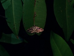 Rhimphalea