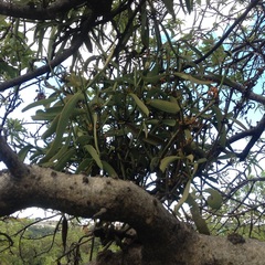 Phoradendron carneum