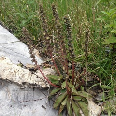 Thompsonella minutiflora