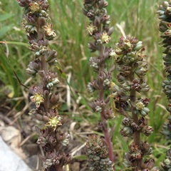 Thompsonella minutiflora