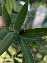 Adurgoa gonagra