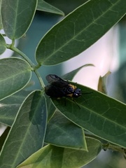 Adurgoa gonagra