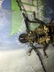 Tithoes frontalis