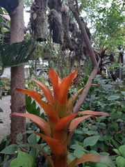 Bromeliaceae