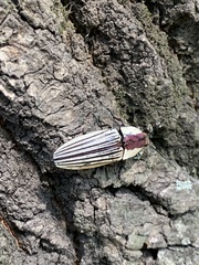 Chalcolepidius limbatus