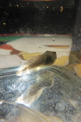 Lithobates palustris