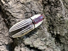 Chalcolepidius limbatus