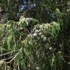 Juniperus poblana