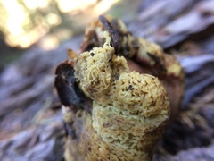 Gastroboletus