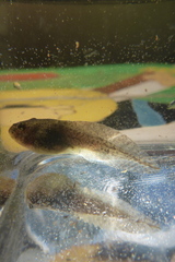 Lithobates palustris