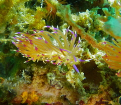 Unidentia aliciae
