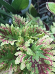 Coleus scutellarioides