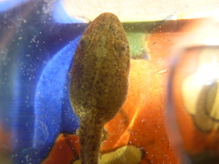 Lithobates palustris