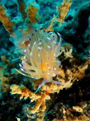 Unidentia aliciae