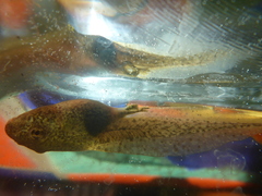 Lithobates palustris