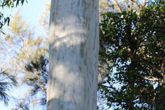 Eucalyptus saligna